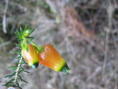 Erica blenna grandiflora