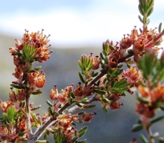 Erica hispidula hispidula