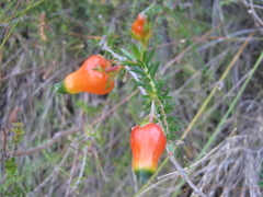 Erica blenna grandiflora