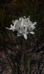Corymbium villosum