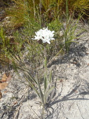 Corymbium villosum