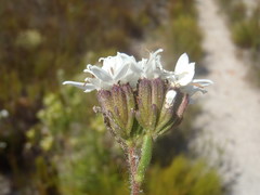 Corymbium villosum