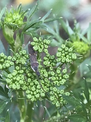 Heteroptera