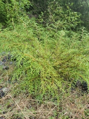 Cupressus nootkatensis