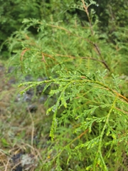 Cupressus nootkatensis