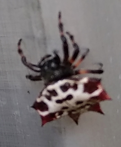 Spinybacked Orbweaver, Кировский р-н, Санкт-Петербург, Россия, photo 9 of 10
