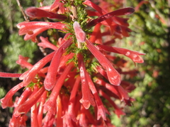 Erica curviflora curviflora