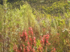 Erica curviflora curviflora