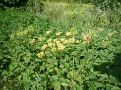 Heracleum sphondylium sibiricum