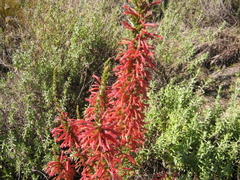 Erica curviflora curviflora