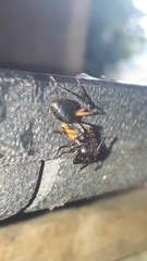 Camponotus renggeri