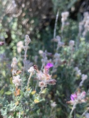 Teucrium marum