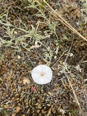 Convolvulus ammannii
