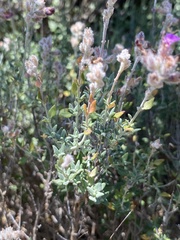 Teucrium marum