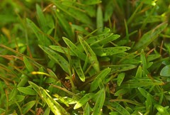 Plantago unibracteata