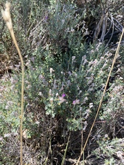 Teucrium marum