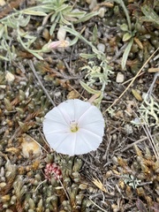 Convolvulus ammannii
