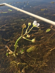 Sagittaria cuneata
