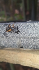 Camponotus renggeri