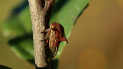 Umbonia reclinata