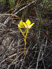 Disa tenuifolia