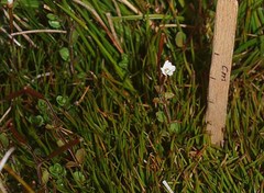 Epilobium macropus