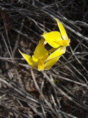 Disa tenuifolia