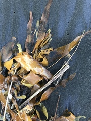 Carpophyllum flexuosum