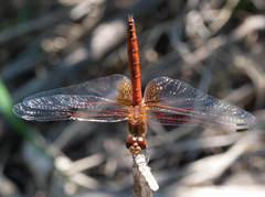 Trithemis pluvialis