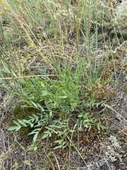 Oxytropis peschkovae