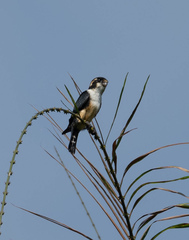 Microhierax fringillarius