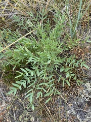 Oxytropis peschkovae