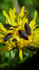 Anthaxia quadripunctata