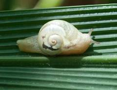 Sheldonia