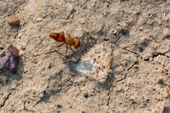 Dasymutilla scaevola