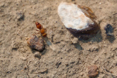 Dasymutilla scaevola