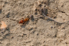 Dasymutilla scaevola