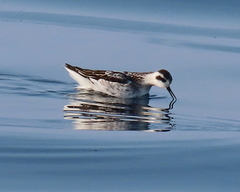 Phalaropus lobatus