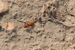 Dasymutilla scaevola