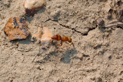 Dasymutilla scaevola