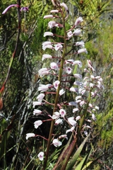 Eulophia barbata