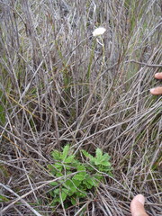 Hermas quinquedentata