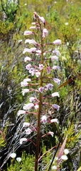 Eulophia barbata