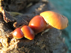 Protostropharia semiglobata