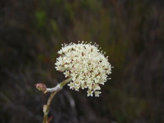Hermas quinquedentata
