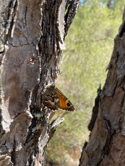 Hipparchia aristaeus