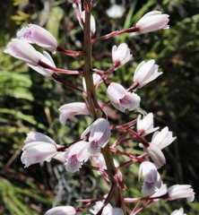 Eulophia barbata