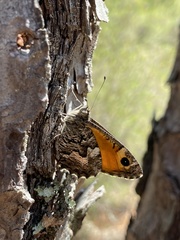 Hipparchia aristaeus