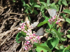 Satyrium sylvinus