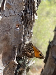 Hipparchia aristaeus